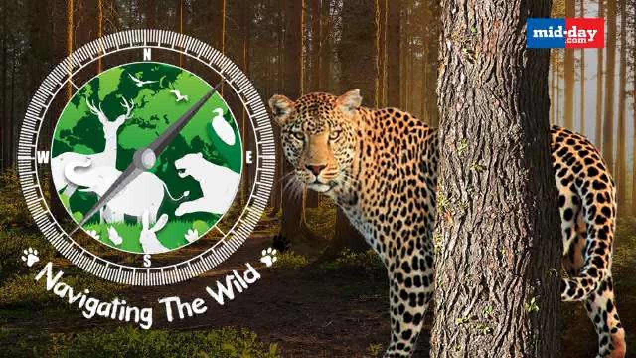 Conservation warriors: Catch a glimpse of Mid-Day’s ‘Navigating the Wild’ here